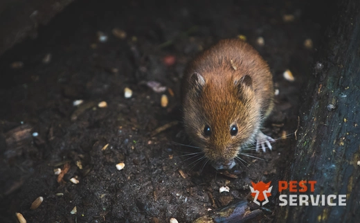 Дератизация в Тайшете